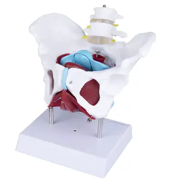 האגן הנשי מודל האנטומיה של שריר רצפת האגן איבר הרבייה עמוד השדרה המותני גודל חיים נשלף שלפוחית השתן, הרחם החלחולת חלק 6